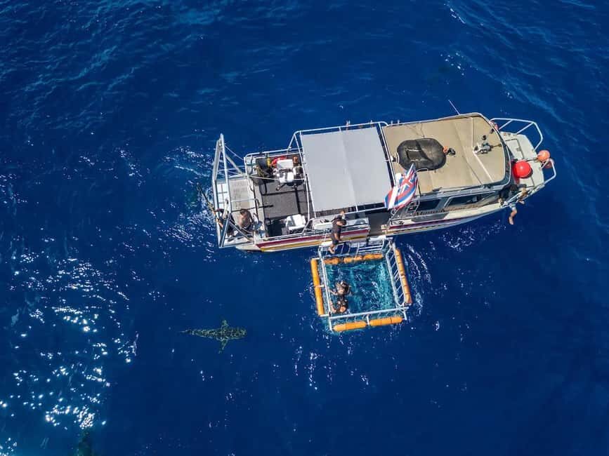 Haleiwa: North Shore Shark Cage Diving Experience - An In-Depth Look at the Haleiwa North Shore Shark Cage Experience