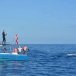 Haleiwa: North Shore Whale Watching Tour by Catamaran - The Experience: What to Expect on the Water
