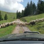Half-Day 4x4 Tour in the Eastern Carpathians - Final Thoughts