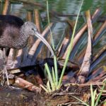 Half-day birdwatching around Faro - The Value of This Birdwatching Tour
