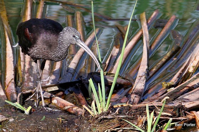 Half-day birdwatching around Faro - The Value of This Birdwatching Tour
