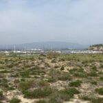 Half-day birdwatching at Alvor dunes - Who Will Love This Tour?