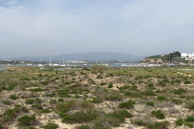 Half-day birdwatching at Alvor dunes - Who Will Love This Tour?
