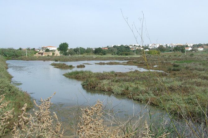 Half-day birdwatching at the Abicada marshed - Why You Should Consider This Tour