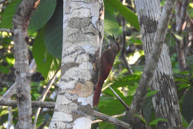 Half-Day Birdwatching Puerto Morelos - What Travelers Love