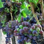 Half-Day Chianti Wine and Olive Oil Tour from Viareggio - In-Depth Analysis: Value and Experience