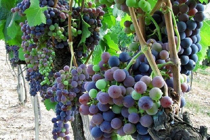Half-Day Chianti Wine and Olive Oil Tour from Viareggio - In-Depth Analysis: Value and Experience