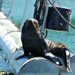 Half-Day Cruise in Marlborough Sounds from Picton - Who Will Love This Tour?