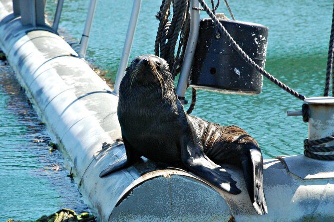 Half-Day Cruise in Marlborough Sounds from Picton - Who Will Love This Tour?