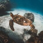 Half-Day Deluxe Molokini Snorkel Excursion in Maui - Comfortable, Well-Equipped Vessel