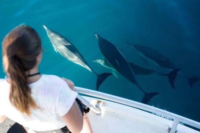 Half Day Dolphin & Wildlife Cruise - Tauranga - The Sum Up
