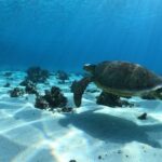 Half day Excursion, Drift Snorkeling Lagoon Adventure. 3H - Who Will Love This Tour?