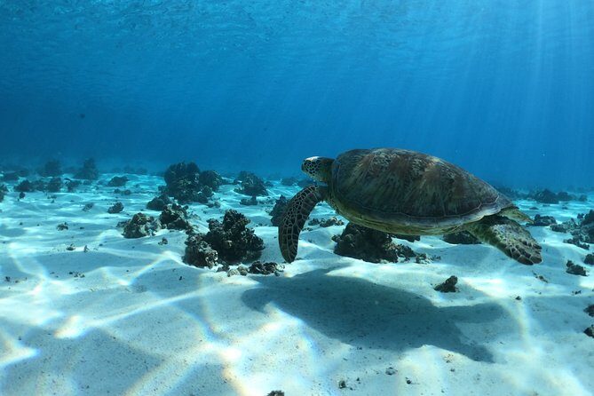 Half day Excursion, Drift Snorkeling Lagoon Adventure. 3H - Who Will Love This Tour?