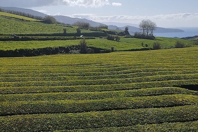 Half Day Fire Lake and Pineapple Farm Tour in Sao Miguel with Tea - Exploring the Itinerary in Detail