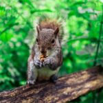 Half-day Forest Bathing and Yoga in Brighton's Woodlands - Who Will Benefit Most?
