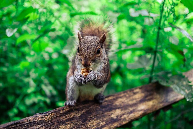 Half-day Forest Bathing and Yoga in Brighton's Woodlands - Who Will Benefit Most?