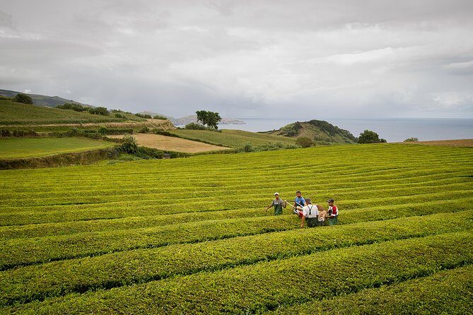 Half day Gorreana - Pedestrian Walk and Tea Tasting (Min. 2 persons) - Why This Tour Offers Great Value