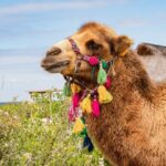 Half Day Guided Camel Safari in Cabo San Lucas - The Practical Side: Transport and Timing