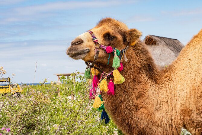 Half Day Guided Camel Safari in Cabo San Lucas - The Practical Side: Transport and Timing