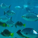 Half Day Guided Snorkel Tour in Los Cabos - Why This Tour Offers Good Value