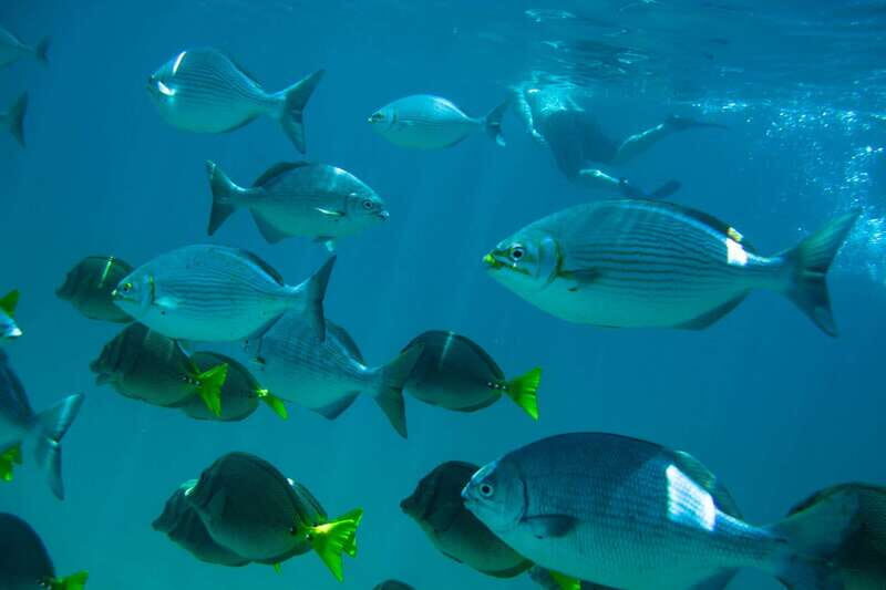 Half Day Guided Snorkel Tour in Los Cabos - Why This Tour Offers Good Value
