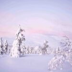 Half Day Guided Tour in the Wilderness of Levi - A Deep Dive into the Wilderness Tour in Levi