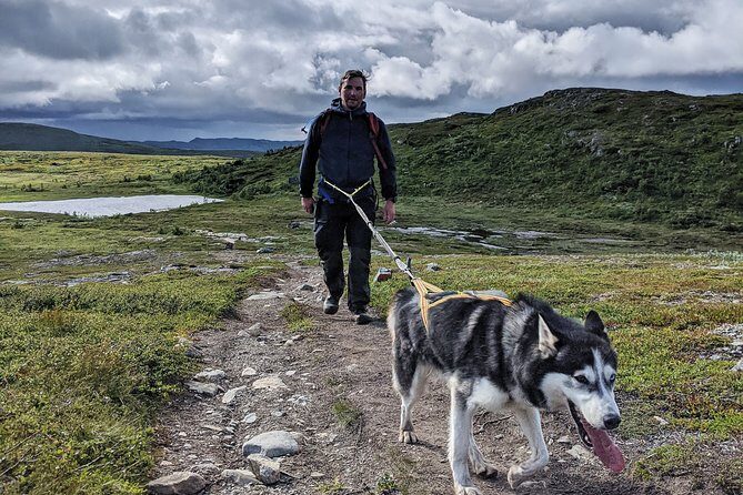 Half Day Guided Walk with Huskies - The Sum Up: Is the Half Day Guided Walk with Huskies Right for You?