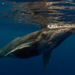 Half-Day Humpback Whales Encounter in Moorea - Frequently Asked Questions