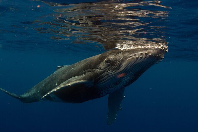 Half-Day Humpback Whales Encounter in Moorea - Frequently Asked Questions