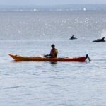 Half-Day Jervis Bay Sea Kayak Tour - An In-Depth Look at the Jervis Bay Sea Kayak Experience