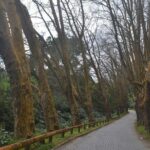 Half Day Lagoa do Fogo (middle of the Island) - Why This Tour Works for You