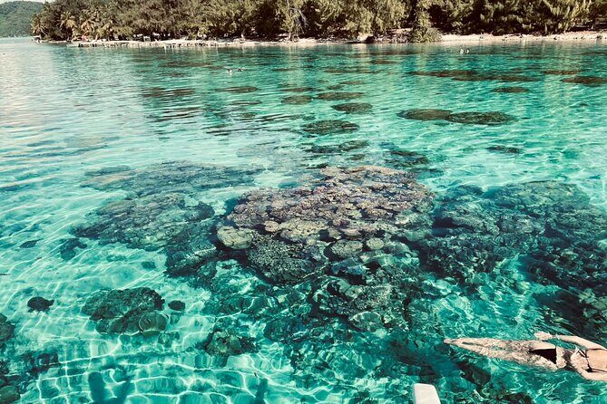 Half day lagoon safari tour in Bora Bora- Shared tour - The Sum Up