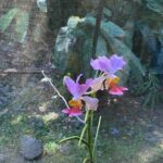 Half Day Nadi Tour Temple, Market, Gardens and Mud Pools - Who Will Love This Tour?
