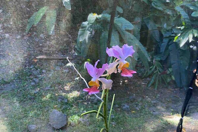 Half Day Nadi Tour Temple, Market, Gardens and Mud Pools - Who Will Love This Tour?