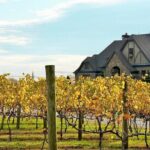 Half-Day North Georgia Wine Country Tour From Atlanta - An In-Depth Look at the Experience