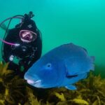 Half-Day Private Discover Dive at Australia's Iconic Beach - The Value of a Private, Short-Duration Dive