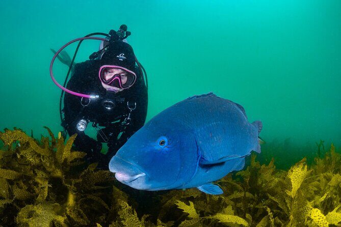 Half-Day Private Discover Dive at Australia's Iconic Beach - The Value of a Private, Short-Duration Dive