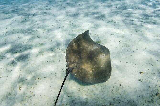 Half-Day Private Luxury Tour from Bora Bora - Considerations and Limitations