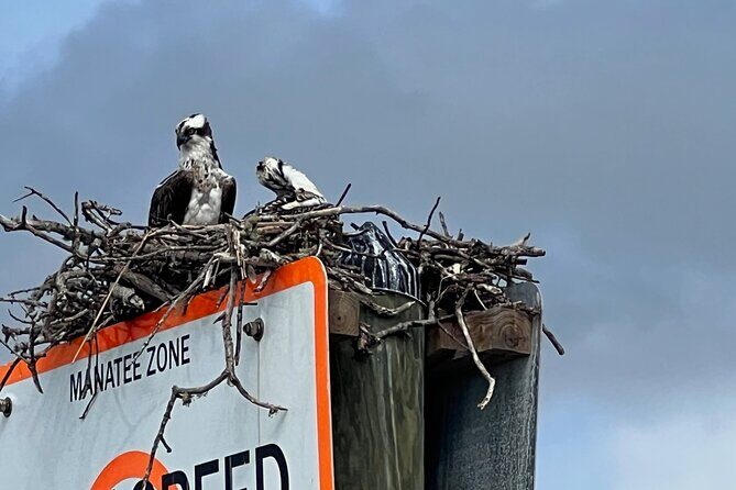 Half Day Private Shelling Dolphin EcoTour in 10 000 Island Marco - FAQs