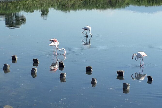 Half-Day Private Trip from Cagliari to Barumini in Su Nuraxi - Who Will Love This Tour?