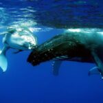 Half Day Private Whale Watching in Moorea - Who Will Love This Tour?