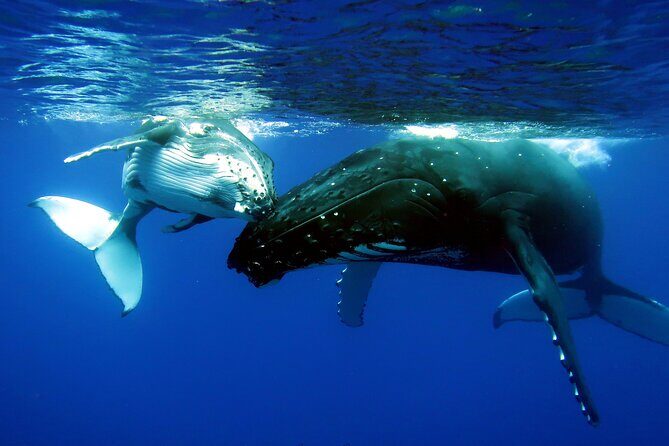 Half Day Private Whale Watching in Moorea - Who Will Love This Tour?