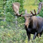 Half-Day Rocky Mountain National Park "Lake and Meadows Tour" - Final Thoughts: Is This Tour Right for You?