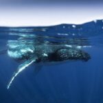 Half Day Small Group Whale Watching - A Close Look at Your Moorea Whale Watching Adventure