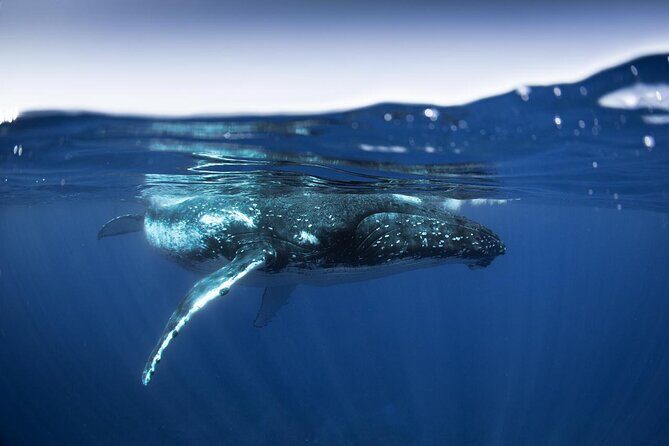 Half Day Small Group Whale Watching - A Close Look at Your Moorea Whale Watching Adventure