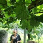 Half-Day Small-Group Wine Tour in Madeira - Frequently Asked Questions