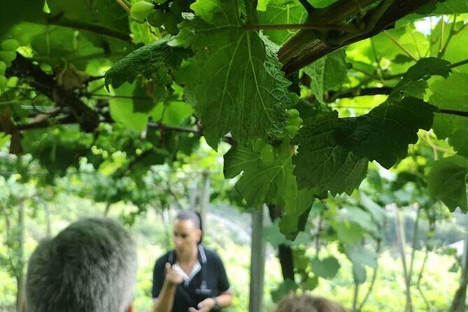 Half-Day Small-Group Wine Tour in Madeira - Frequently Asked Questions