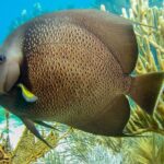 Half Day Snorkel Trip on Reefs in the Florida Keys - A Deep Dive into the Florida Keys Snorkeling Adventure