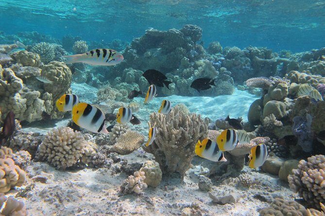 Half day Snorkeling Shared Boat Tour in Bora Bora - Why This Tour Is a Great Choice for Your Bora Bora Visit