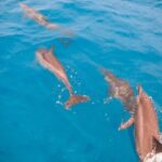 Half-Day Snorkeling Tour from Papeete - Final Thoughts: Is It Worth It?